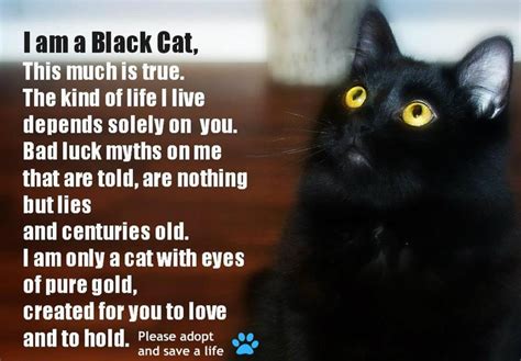 Black Cats Give You Bad Luck