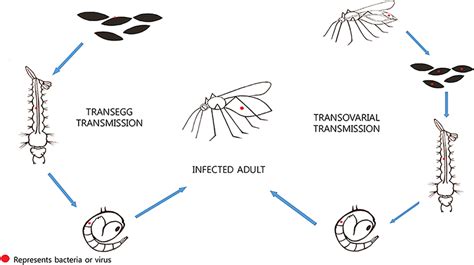 The mechanism of the major types of vertical transmission (Transegg and... | Download Scientific ...