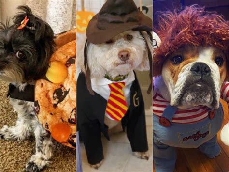 Halloween Costume Contest 2020 — Dog Whisperer® HQ