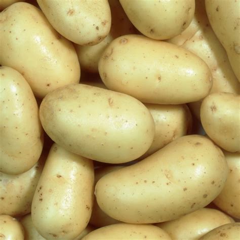 Buy Charlotte Seed Potatoes | 2.5kg Bag | Free UK Delivery