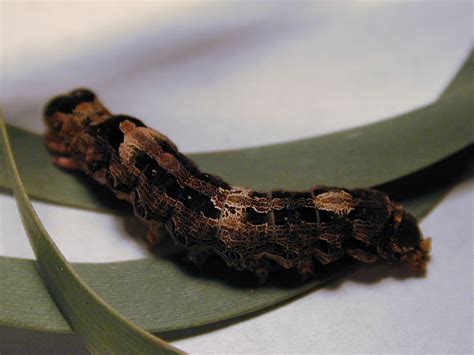 Happy National Moth Week! Here’s Four Moths you can See in Texas - Butterfly Beat