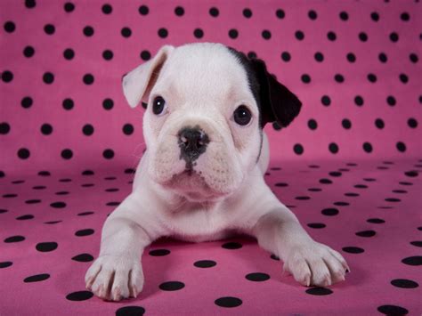 French Bulldog Puppies Wallpapers & Pics - Pets Cute and Docile