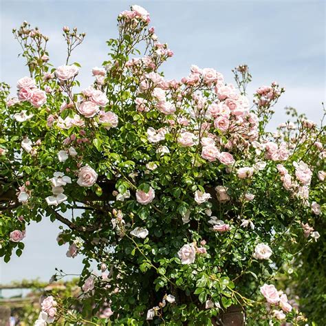 New Dawn | Climbing Rose | David Austin Roses