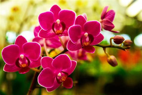 How to Plant Orchids | Pineca.com