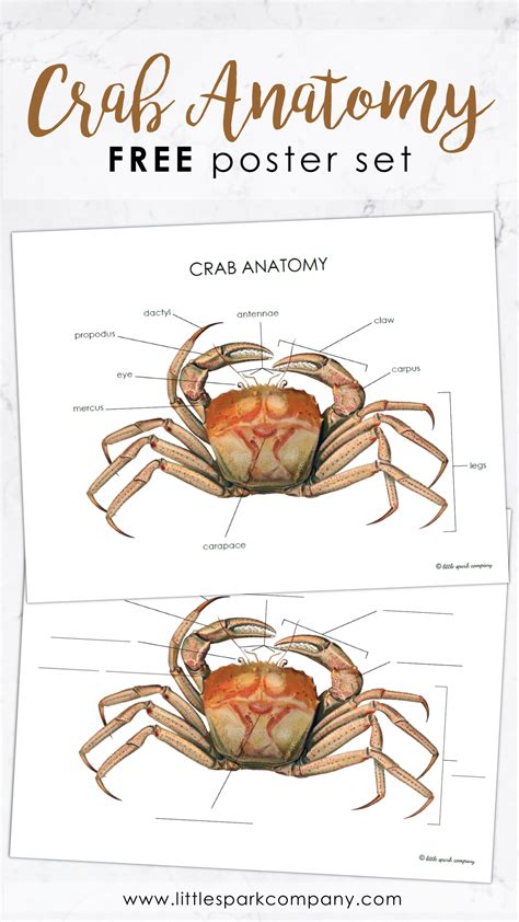 FREE Crab Anatomy Poster Set | Homeschool planning, Ocean activities ...