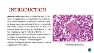 Mycobacterium | PPT