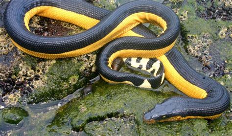 This bizarre sea snake brings death from above