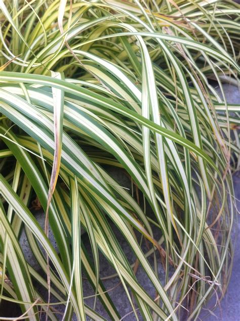 Carex oshimensis | 'Evergold' | All Seasons Nursery