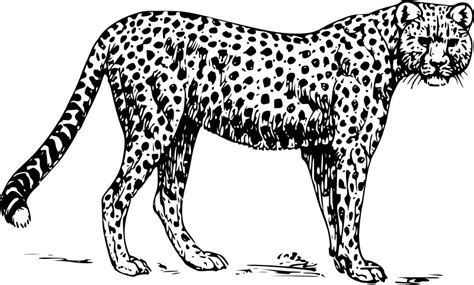 Free Cheetah Clipart Black And White, Download Free Cheetah Clipart Black And White png images ...