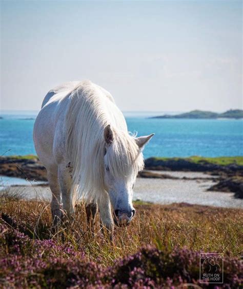 #eriskay pony on Tumblr