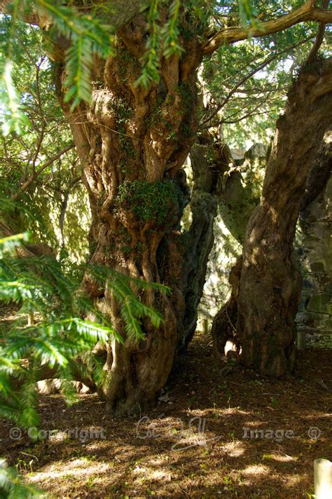 The Fortingall Yew: symbol of eternity – The Hazel Tree