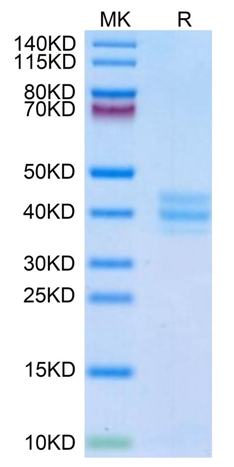 Mouse GPA33/A33 Protein (GPA-MM133) – KACTUS