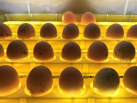 Hatching Eggs in an Incubator | EcoFarming Daily