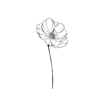 Poppy Flower Tattoo Black And White