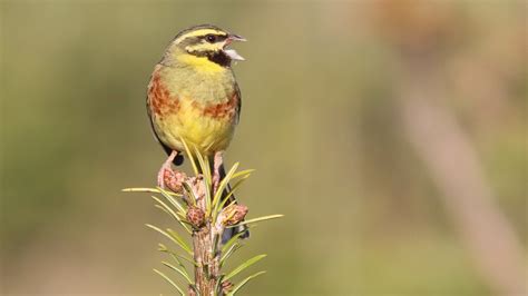 cirl bunting (male) | BirdForum