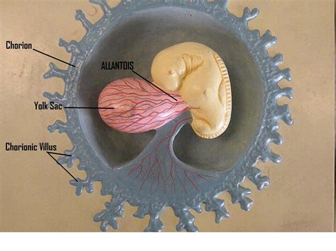 PSC: Anatomy and Physiology 2: Labeled Embryonic Development Models