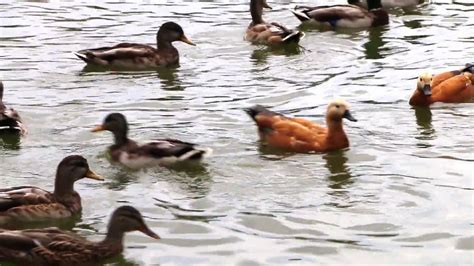 Ducks Swimming In A Pond - YouTube