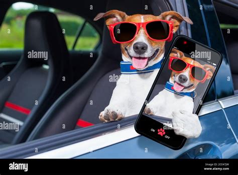 dog window car Stock Photo - Alamy