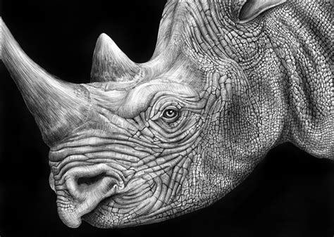 Detailed Animal Drawings Using Only Ink » TwistedSifter