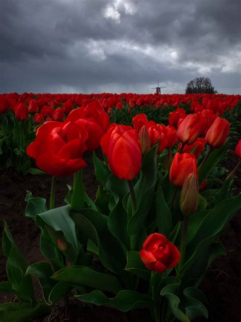 Red Tulip Flower Field · Free Stock Photo