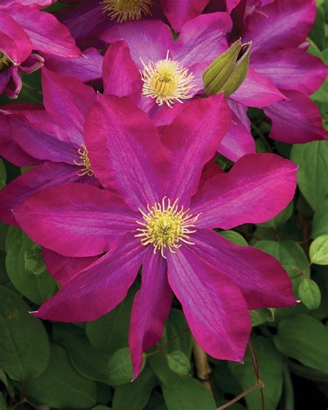 Pink Champagne Clematis | Johnson's Nursery | KB