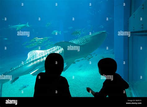 Osaka aquarium, Osaka, Japan. Shark Stock Photo - Alamy