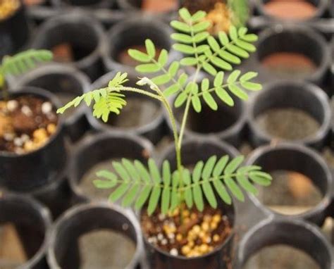 Wilted Acacia koa seedling caused by Figure 5. Healthy Acacia koa... | Download Scientific Diagram