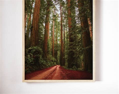 Redwood Tree Photography, Large Nature Photo, Digital, Redwood Forest ...