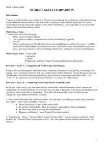 hominid skull comparison