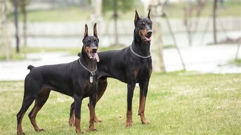 Doberman Pinscher: All the Facts | MetLife Pet Insurance