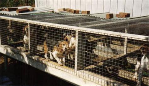 Petition Banning Cruel Puppy Farms