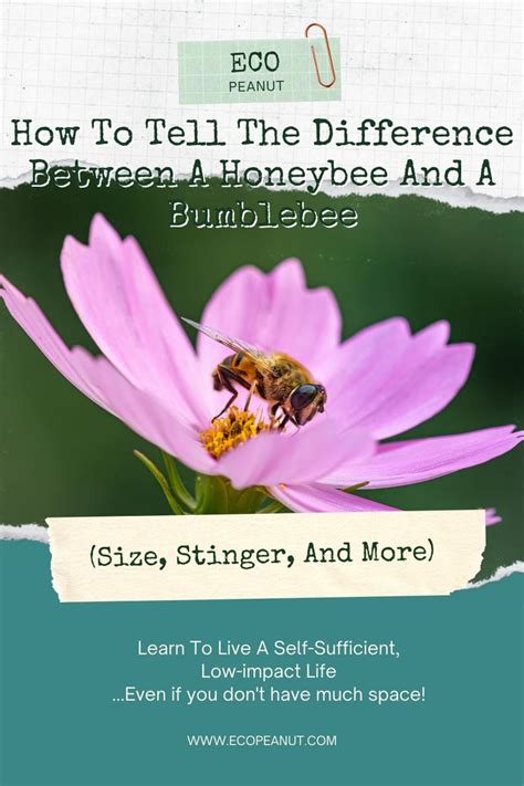 Bumblebee Vs Honeybee: How To Tell The Difference?