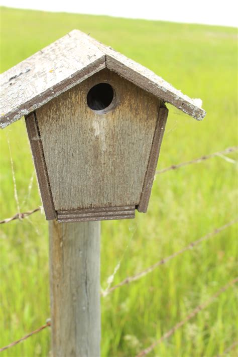Wooden Bird House Free Stock Photo - Public Domain Pictures