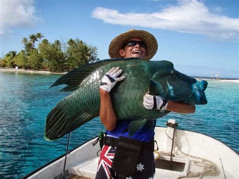 Big Fishes of the World: MAORI WRASSE (Cheilinus undulatus)