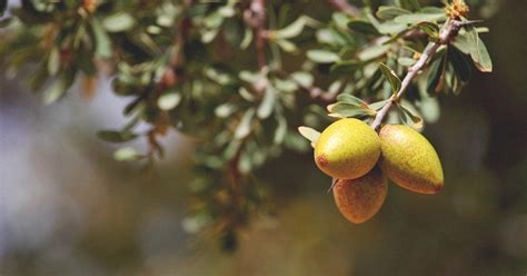 Argan Oil for Skin: Benefits and Uses for All Skin Types