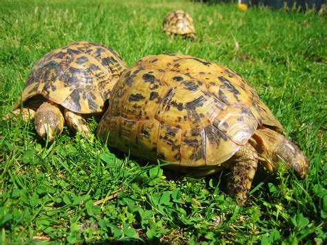 Greek Tortoise | Mediterranean Spur Thigh