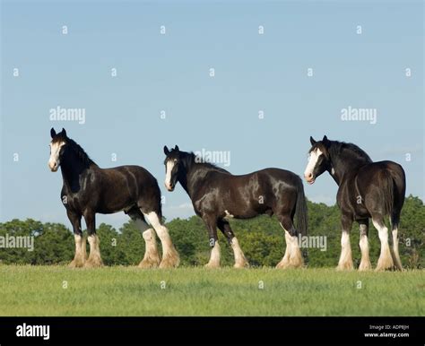 Shire Draft Horse geldings Stock Photo - Alamy