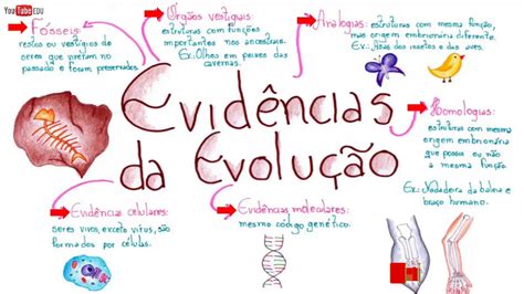 Evidências da Evolução Biológica - Principais evidências evolutivas - Resumo - YouTube