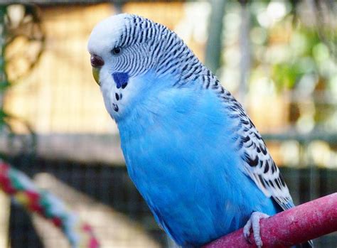 How Do I Treat Parakeet Diarrhea? (with pictures)