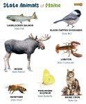 List of Animals That Live in Maine (With Pictures)