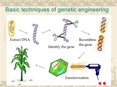 13-2 manipulating DNA