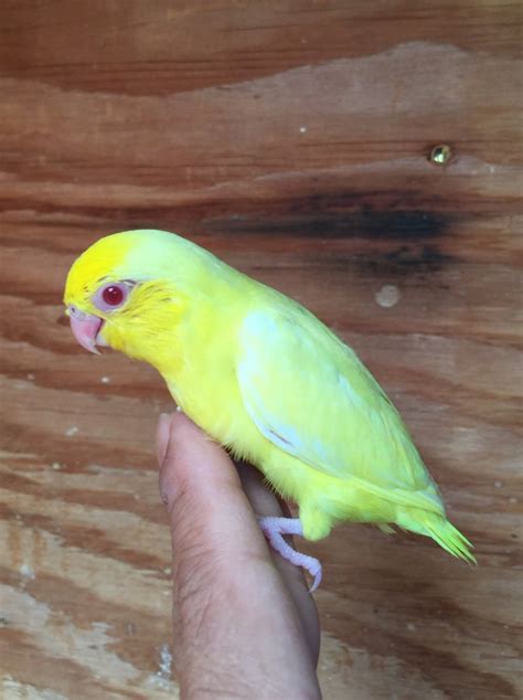 Parrotlet For Sale in California (31) | Petzlover