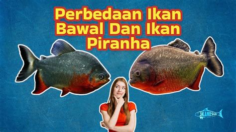 Perbedaan Ikan Bawal Dan Piranha | My XXX Hot Girl