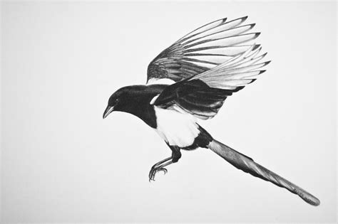 Magpie - Drawing Skill