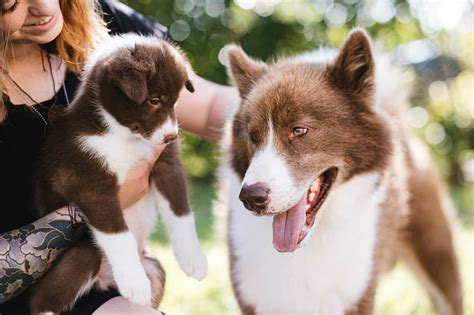 Canadian Eskimo Dog | Dog Breed Info, Guide & Care