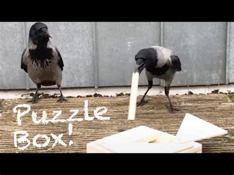 Wild Crows Solving Wood Puzzle - YouTube