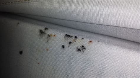 bed-bug-feces - Pest Hacks