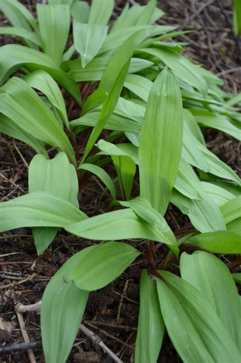 Allium tricoccum Wild Leek | Prairie Moon Nursery