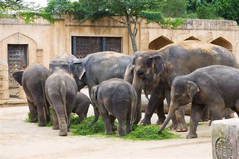 Elephants Eat Grass Group Grass Young Photo Background And Picture For ...