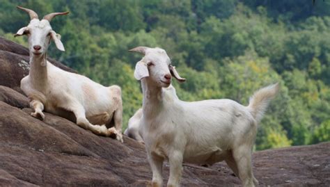 Kiko Goats: Everything You Need to Know About This Breed